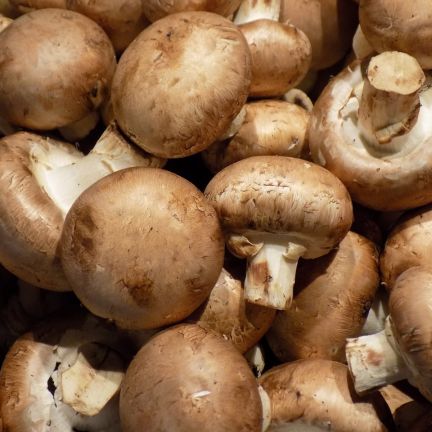 Atelier Culinaire : Champignons de Paris