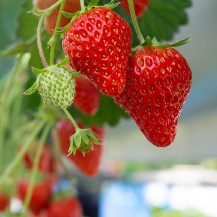 Fraise 15