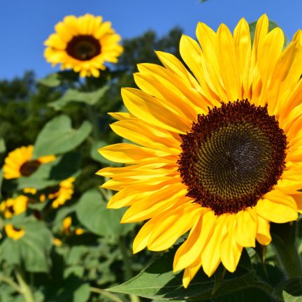 Tournesol