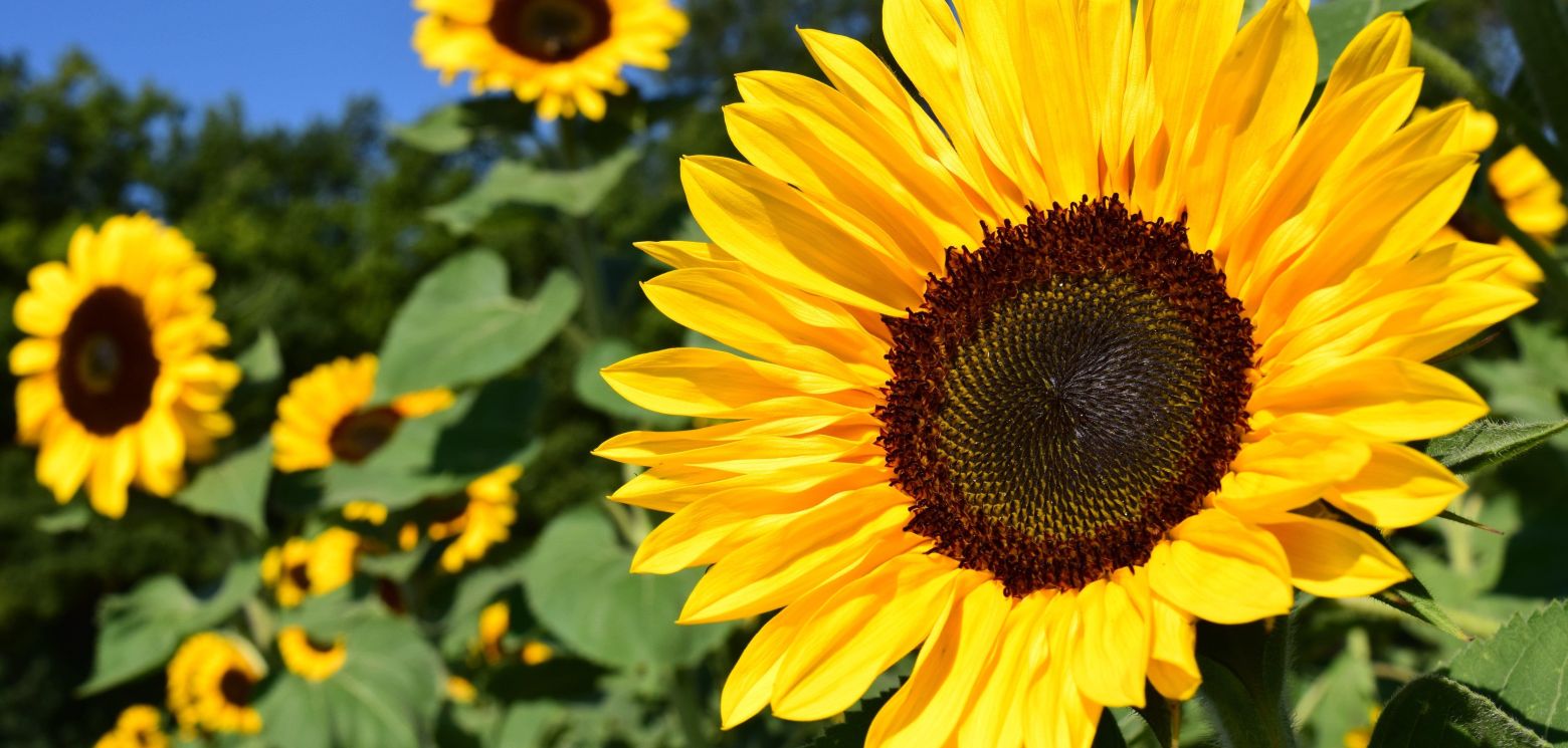 Tournesol 