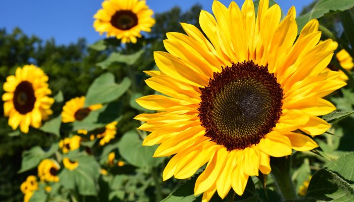Tournesol 