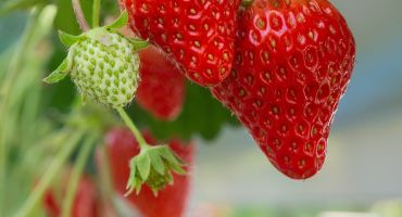 Fraise 15