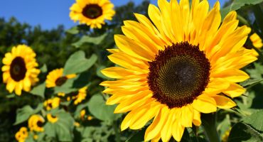 Tournesol 